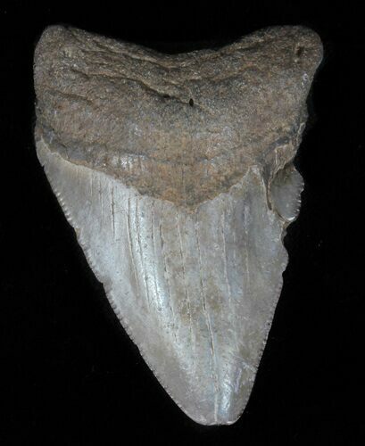 Bargain, Juvenile Megalodon Tooth #61721